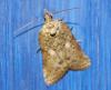 Nycteola sp.